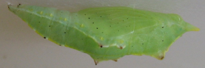 Pupae